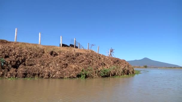 Dobytek Plot Jezera Patzcuaro Michoacan Mexiko — Stock video