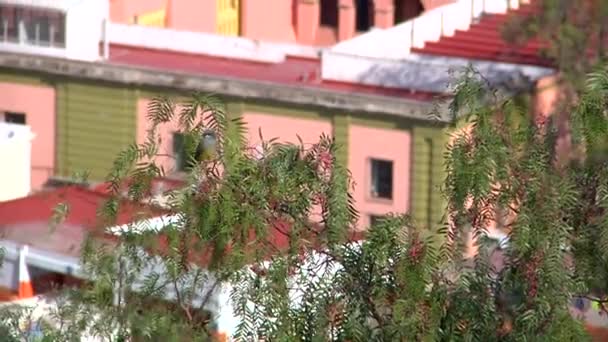 Bäume Mit Rosa Pfeffer Auf Den Blättern Guanajuato Mexiko — Stockvideo