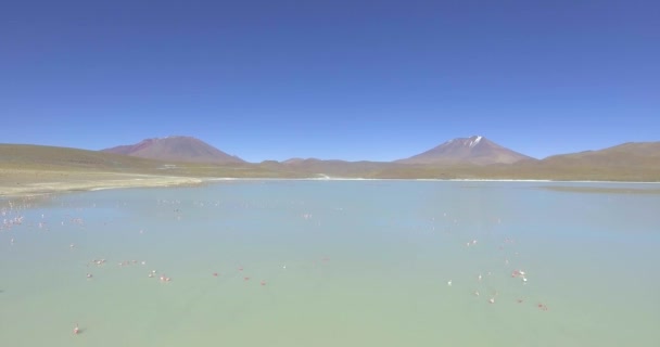 Flamencos Voando Pelo Lago Fedorento Laguna Hedionda Parque Eduardo Avaroa — Vídeo de Stock