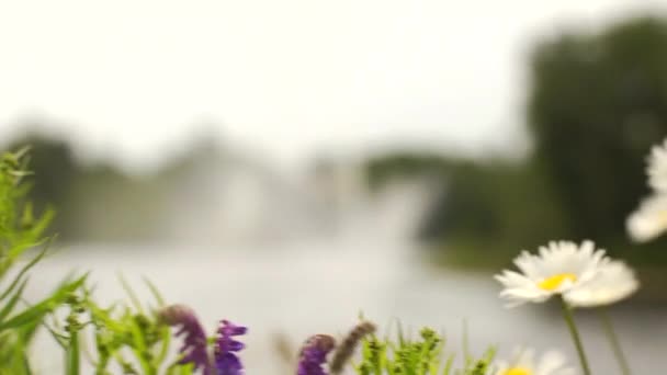 Utsikt Över Fontän Liten Sjö Nära Park Med Blommor — Stockvideo