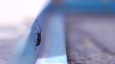 Uzun Göbekli Böcek (Cerambycidae) Bir İnsan Taşınmasına Yardım Edene Kadar Bir Basamakta Sıkıştı