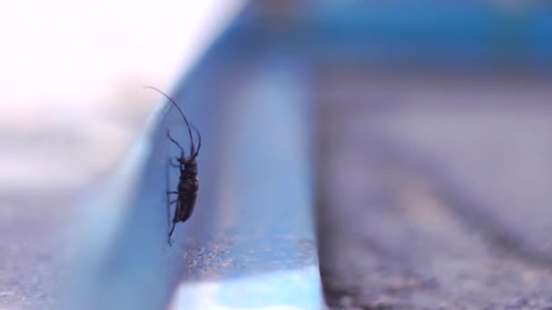 Long Bellied Beetle Cerambycidae Zit Vast Aan Een Stap Totdat — Stockvideo