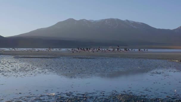 Gruppo Fenicotteri Sul Laguna Hedionda Lago Puzzolente Nel Parco Nazionale — Video Stock