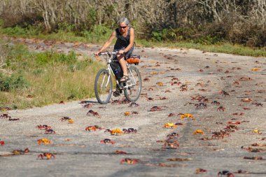 Playa Giron, Matanzas / Küba - 8 Nisan 2018: Bisikletli Kadın Yoluna çıkan Yengeçlere basmamaya Çalışıyor