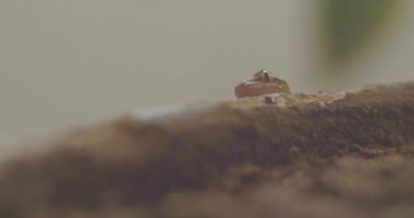 Gecko ona bakıyor, saksıya yaslanmış, Kurbağa Kafasına benziyor.