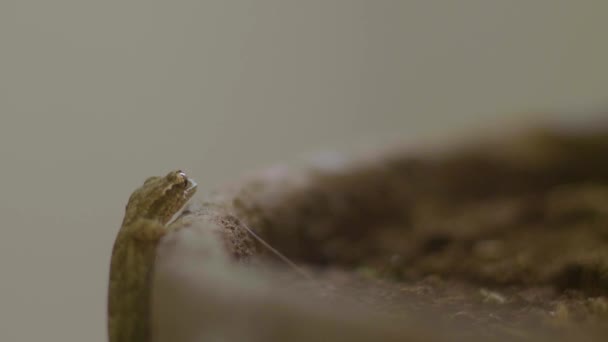 Gecko偷偷摸摸地拿起一个罐子去吃昆虫 — 图库视频影像