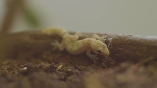 Gecko Mange Insecte Autre Chasse Dans Pot Avec Sol — Video