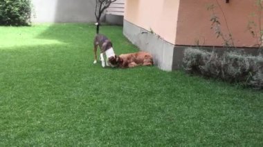 Melez Köpekler Yeşil Bahçede Oynuyor