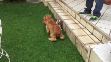 Melez Köpekler Yeşil Bahçede Oynuyor