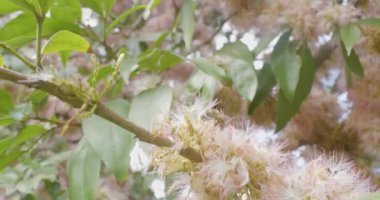 Noktalı bir balon şeklinde pembe çiçeklerle kaplanmış bazı dalları dölleyen arılar (Chrysolepis Chrysophylla)