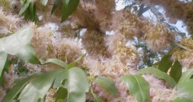 Noktalı bir balon şeklinde pembe çiçeklerle kaplanmış bazı dalları dölleyen arılar (Chrysolepis Chrysophylla)