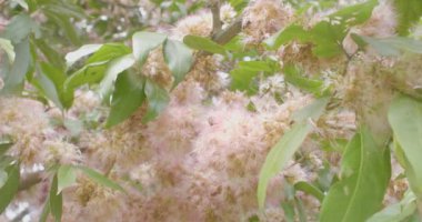 Noktalı bir balon şeklinde pembe çiçeklerle kaplanmış bazı dalları dölleyen arılar (Chrysolepis Chrysophylla)
