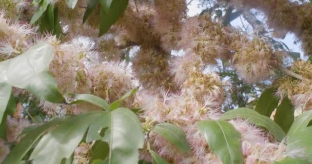 모양의 꽃으로 가지들을 Chrysolepis Ophylla — 비디오