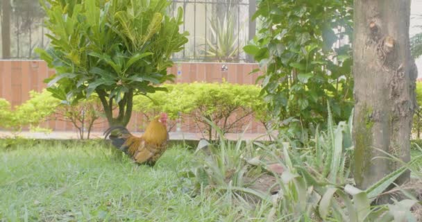 Coq Dans Jardin Devant Maison Medellin Colombie — Video