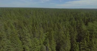 Quebec / Kanada 'nın Port-Menier şehrinde Pristine Boreal Pines ile dolu Ormanın Hava Görüntüsü
