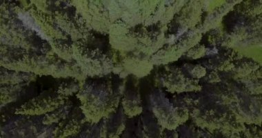 Quebec / Kanada 'nın Port-Menier şehrinde Pristine Boreal Pines ile dolu Ormanın Hava Görüntüsü