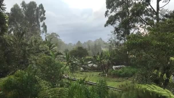 Torrential Regen Een Land Vol Bomen Een Verscheidenheid Aan Planten — Stockvideo