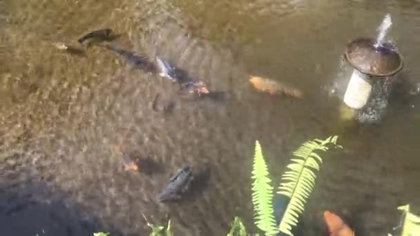 小さな池での灰色とオレンジ色の魚の水泳 — ストック動画