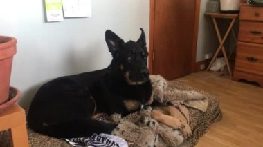 Alman Çoban Köpeği Evin İçindeki Yatağında Dinleniyor