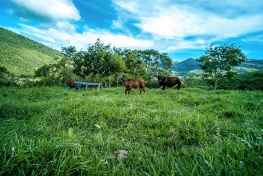 Samaipata, Bolivya 'nın Doğa ve Bitkilerin Ortasında İnekler Otları Yiyiyor