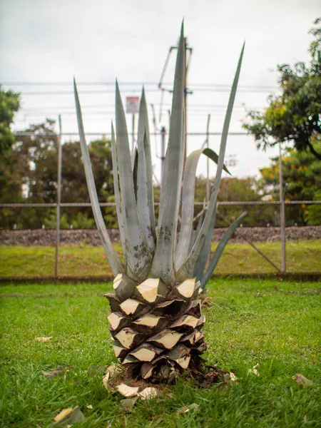 Pflanze Die Als Wachtpflanze Jahrhundertpflanze Maguey Oder Amerikanische Aloe Agave — Stockfoto