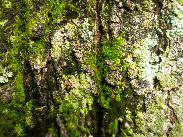 Lichen Tree Medellin Antioquia Colombia — Stock Photo, Image