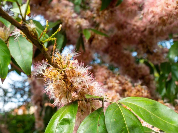 Noktalı Balon Şeklinde Pembe Çiçeklerle Kaplanmış Dallar Chrysolepis Chrysophylla — Stok fotoğraf