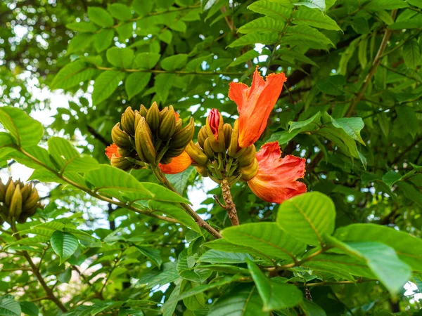 Αφρικανική Τουλίπα Spathodea Campanulata Μοιάζει Ένα Μάτσο Μικρές Ώριμες Μπανάνες — Φωτογραφία Αρχείου