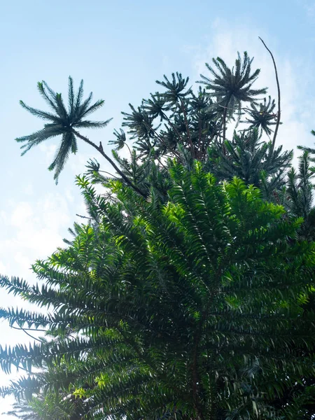 Pino Bunya Araucaria Bidwillii Gran Árbol Coníferas Hoja Perenne Medellín —  Fotos de Stock