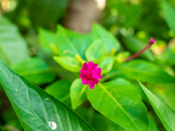 Mirabilis Jalapa Petite Fleur Rose Dans Les Buissons Medellin Antioquia — Photo