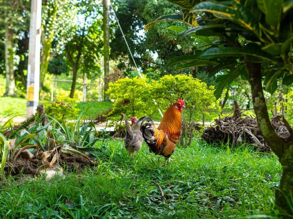 Hahn Und Henne Einem Garten Vor Dem Haus Medellin Kolumbien — Stockfoto