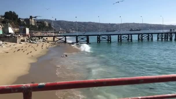 バルパライソ港付近を飛ぶカモメ — ストック動画