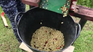 Jardn, Antioquia / Kolombiya 'daki Siyah Kova' da Organik Kahve Soyma Süreci 