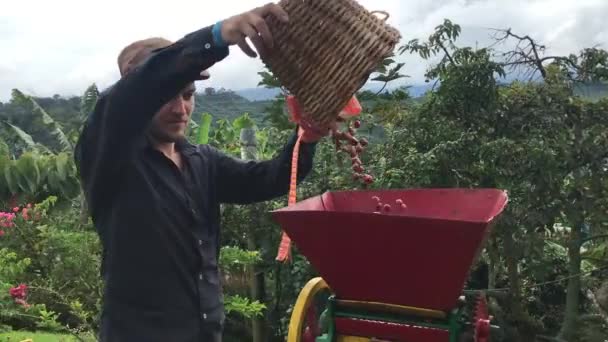 Homem Caucasiano Está Virando Uma Máquina Descascar Café Orgânico Balde — Vídeo de Stock