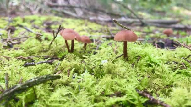 Orange Mycena Lea Mycena Mycena Leaiana Funghi Crescenti Nel Sottobosco — Video Stock