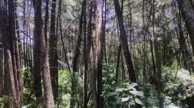 Yüksek Ağaç Gövdesi Güneşli bir günde Rüzgarda Hareket Ediyor