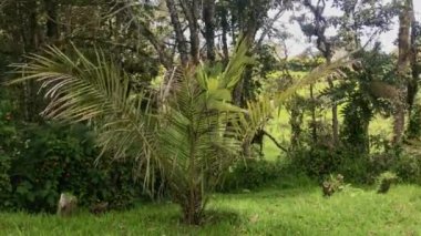 Açık Rüzgarlı Bir Gün 'de Nikau Bitkisi (Rhopalostylis sapida) Güneşin Işığı Değişiyor