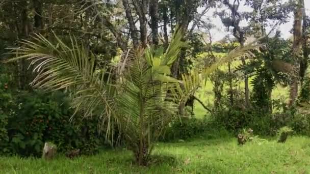 Planta Nikau Rhopalostylis Sapida Dia Ventoso Claro Está Mudando Luz — Vídeo de Stock