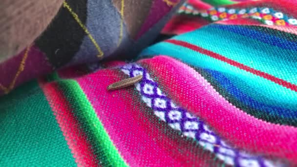 秋天的Armyworm Spodoptera Frugiperda 在人类脚边的野餐桌布上行走 — 图库视频影像