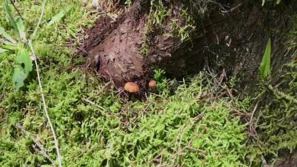 Mycena Laranja Mycena Lea Mycena Leaiana Cogumelos Crescendo Subsolo Uma — Vídeo de Stock