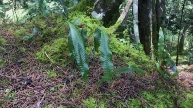 Hart 'ın Dili (Asplenium scolopendrium), Uzun Ağaçların Gölgesi Altında Diğer Bitkilerle Birlikte Yerlerde Yeşiller Büyür