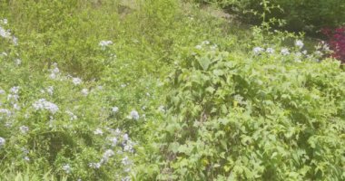 Duranta Erecta 'da Uçan Beyaz Kelebekler (Anteos Clorinde), Güneşli bir günde Mor Çiçekli Çalı 