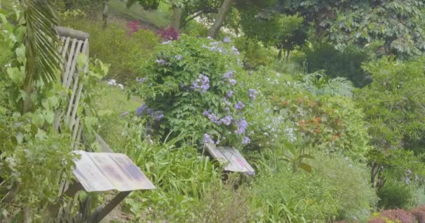 Vento Sopra Jardim Verde Com Flores Roxas Vermelhas Dia Ensolarado — Vídeo de Stock