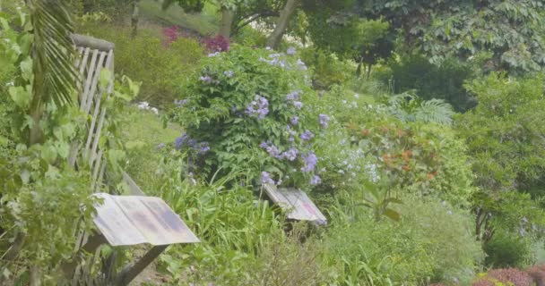 Der Wind Bläst Einem Sonnigen Tag Auf Den Grünen Garten — Stockvideo