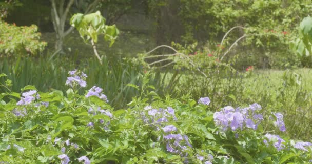 Duranta Erecta Purple Flowering Bush Surrounded Butterflies Sunny Day — Stock Video