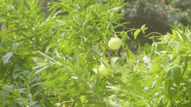 Globo Como Planta Flores Milkweed Asclepias Physocarpa Floreciendo Bosque Medellín — Vídeo de stock