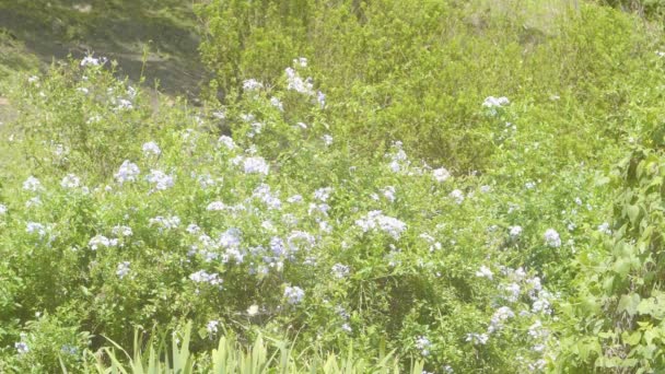 白い蝶 Anteos Clorinde ドゥランタ エレクタの周りを飛んで 晴れた日に紫色の花のブッシュ — ストック動画