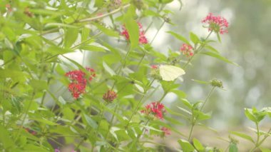 Bir Anteos Clorinde Pentas Lanceolata 'nın etrafında uçuyor, yaygın olarak Mısır yıldız kümesi olarak bilinir, Medelln, Kolombiya' da bir grup küçük kırmızı çiçek.