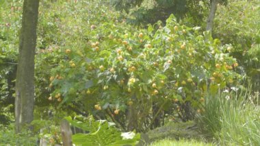Abutilon Pictum, Kırmızı Damarlı Abutilon, Kızıl Damarlı Hint Mallow, Kırmızı Damarlı Çiçekli Akçaağaç, Çin Feneri, Orta Boyutlu Çan Şeklinde Çiçekler olarak bilinir.