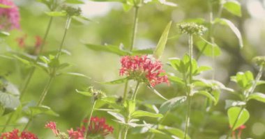 Bir Anteos Clorinde Pentas Lanceolata 'nın etrafında uçuyor, yaygın olarak Mısır yıldız kümesi olarak bilinir, Medelln, Kolombiya' da bir grup küçük kırmızı çiçek.